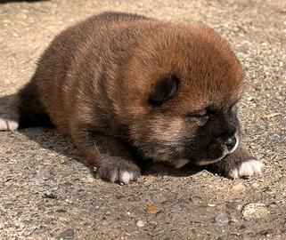 Shiba inu