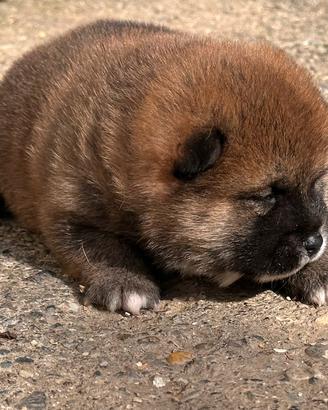 Shiba inu