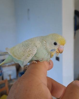 Cocorito allevato a mano