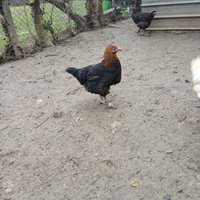 Galline e galli marans