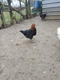 Galline e galli marans
