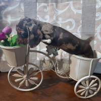 Bassotti nani kanichen selezionati