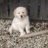 Cuccioli Golden Retriever