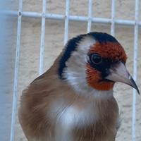 Cardellino