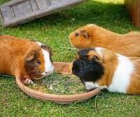 Porcellini D'india cavie peruviane