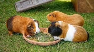 Porcellini D'india cavie peruviane