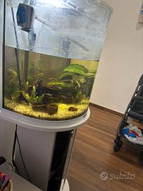Acquario