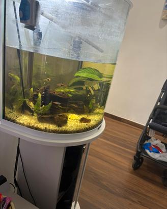 Acquario