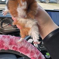 Cucciola cavia femmina riccia