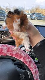 Cucciola cavia femmina riccia