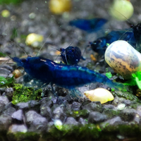 Neocaridina Davidi Blue dream