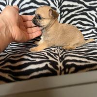 Chihuahua femmina crema con muso nero mini Toy