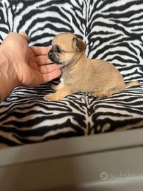 Chihuahua femmina crema con muso nero mini Toy