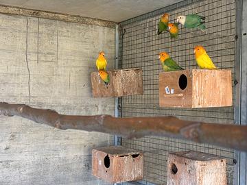 Pappagalli inseparabili