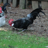 Galline ornamentali