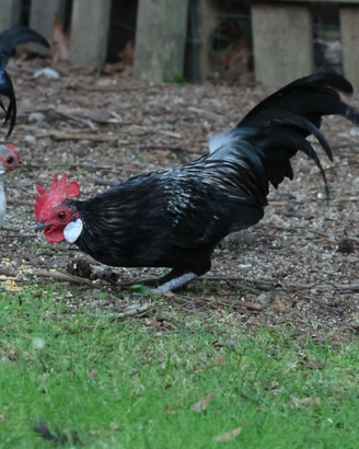 Galline ornamentali