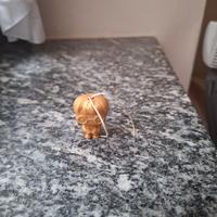 Harry potter oro limite edition