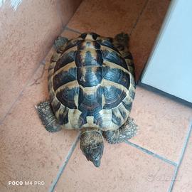 tartaruga maschio adulto 