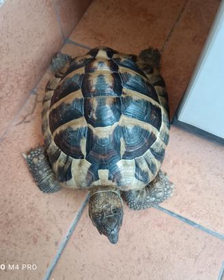 tartaruga maschio adulto 