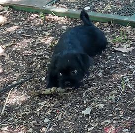 Cuccioli taglia piccola