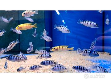 Ciclidi metriaclima lombardoi