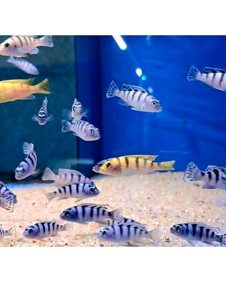 Ciclidi metriaclima lombardoi
