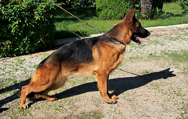 Pastore tedesco femmina