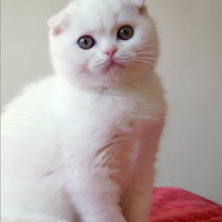 Scottish fold bianco