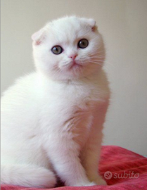 Scottish fold bianco