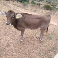 Vitelle mucche vacche