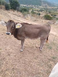 Vitelle mucche vacche