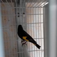 Negrito della Bolivia