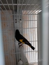 Negrito della Bolivia