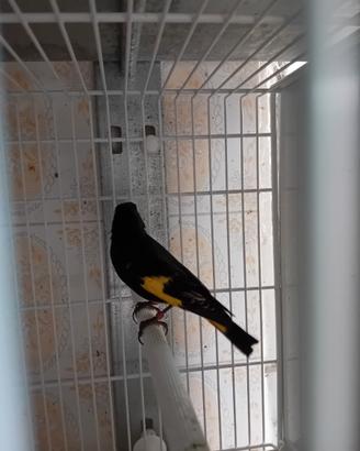 Negrito della Bolivia