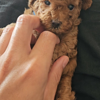 Cucciolo di barbone toy red (fulvo)