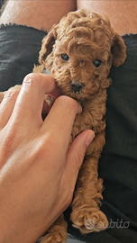 Cucciolo di barbone toy red (fulvo)