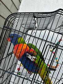 Lory arcobaleno