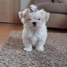 Cucciolo Maltese linea coreana e americana