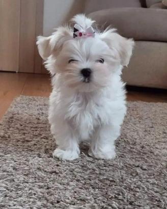 Cucciolo Maltese linea coreana e americana