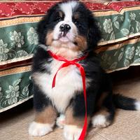 Cuccioli Bovaro del Bernese con Pedigree