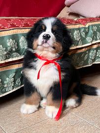 Cuccioli Bovaro del Bernese con Pedigree