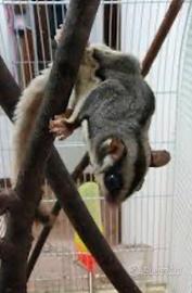 Pentauri dello zucchero