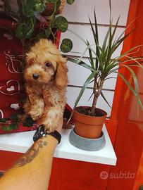 Maltese mix barboncino mini toy Red