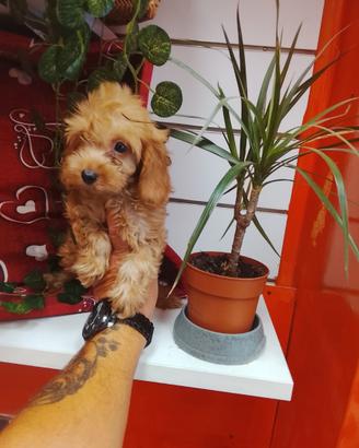 Maltese mix barboncino mini toy Red