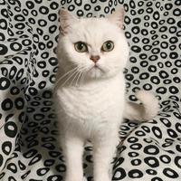 British Shorthair femmina