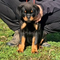 Cuccioli rottweiler alta genealogia