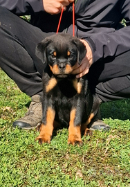 Cuccioli rottweiler alta genealogia