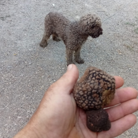 Lagotto romagnolo