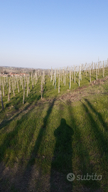 Vigneto a San colombano al.lambro 5000m