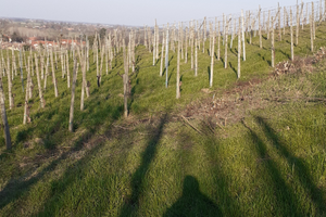 Vigneto a San colombano al.lambro 5000m